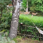 Lesna Z Ogrodem 公寓 *