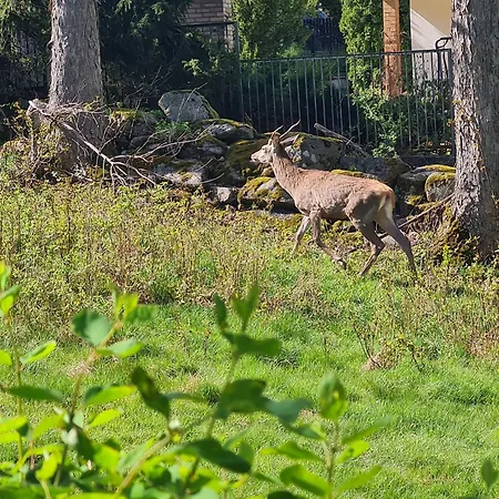 Lesna Z Ogrodem Apartman *