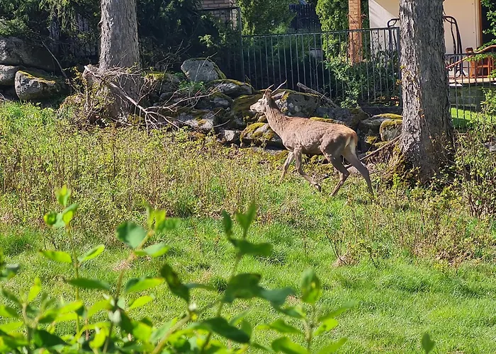 Lesna Z Ogrodem Apartment *