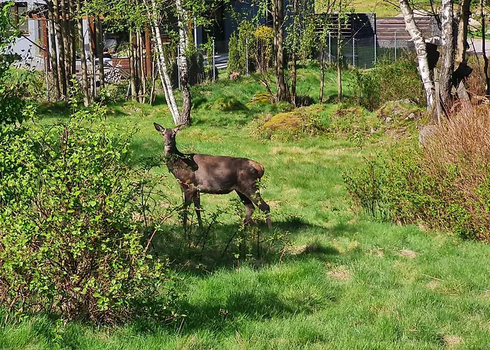 Apartment Lesna Z Ogrodem *